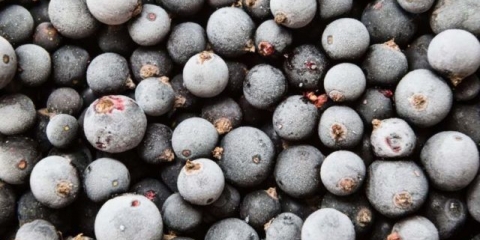 Kako zamrznuti crnu ribizlu